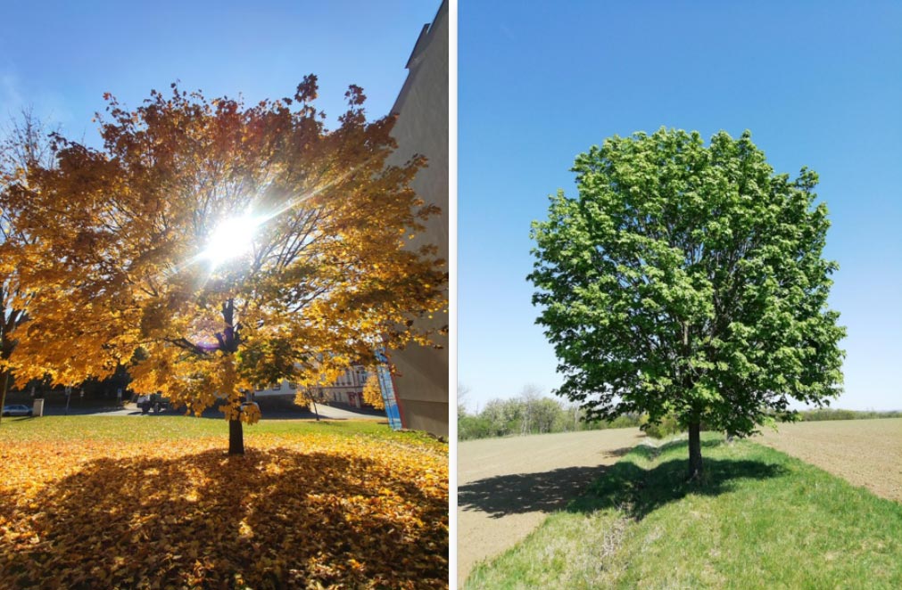 Uk&aacute;zka pasportizovan&eacute; zeleně